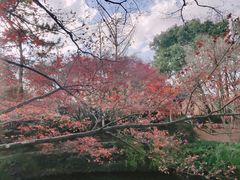 -秋霞圃