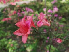 -上海滨江森林公园