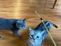 -猫爪屋猫咖(乐汇城店)