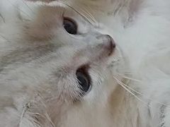 -欣宠猫屋·矮脚拿破仑·蓝金金渐层