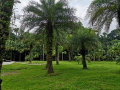 -深圳仙湖植物园