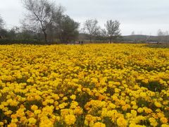 -莲花山花海