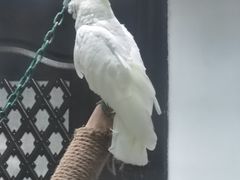 -青藏高原野生动物园