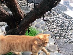 -喵屿·大理花园猫咖