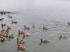 -野鸭湖国家湿地公园