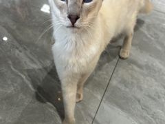 -猫小院猫主题餐厅(南锣旗舰店)