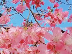 -天适樱花悠乐园
