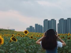 -光明小镇欢乐田园