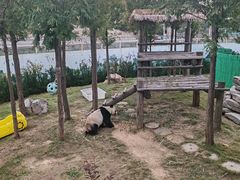 -西霞口神雕山野生动物世界