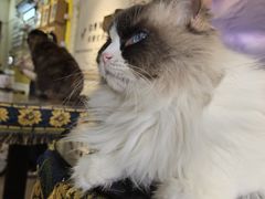 -平行世界·猫咖(首经贸店)