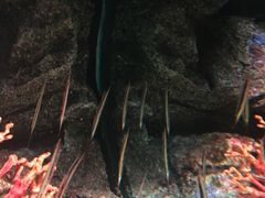 -暹罗海洋世界