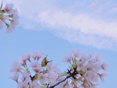 -高东镇樱花园