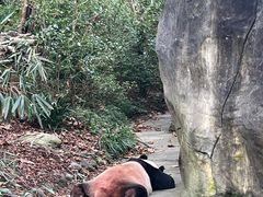 -都江堰中华大熊猫苑