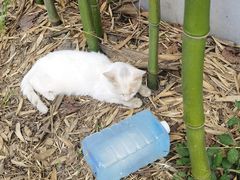 -萌兽医馆·犬猫专科·眼科中心·宠物医院(朝阳门分院)