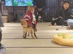 -逗柴咖啡屋·狗咖猫咖宠物桌游