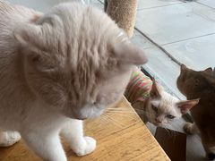 -藏猫猫咖啡主题馆(中央大道店)