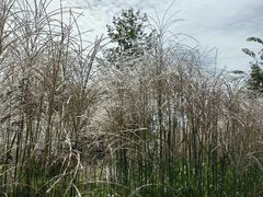 -野鸭湖国家湿地公园