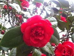 iphone_upload_pic-Club Med地中海俱乐部·桂林度假村