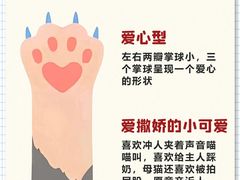 -翊宠yipet猫狗购宠庄园犬舍•猫舍