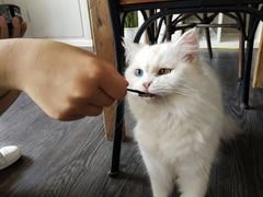 -吉丁鸟咖·异宠·寄养