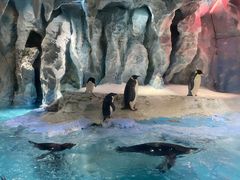 -帝企鹅自助餐厅•儿童岛•真企鹅(长隆企鹅酒店)