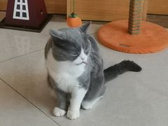 -Catmate·猫肥家润(金润铂宫店)