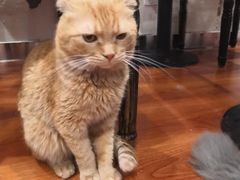 -猫小院猫主题咖啡厅(北锣店)