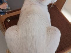 -飞行喵MR PILOT|猫舍·猫咖(静安大融城店)