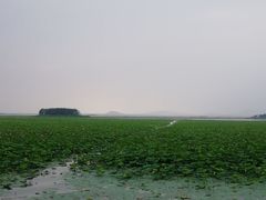 -微山湖红荷湿地景区