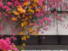 -清平中药材专业市场