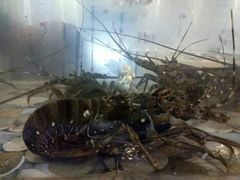 -巽寮印象美食部落餐厅·海鲜·地方特色菜(惠州体验店)