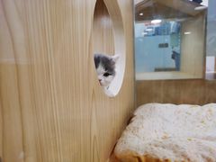 -屋虎猫馆(宝安大仟里店)