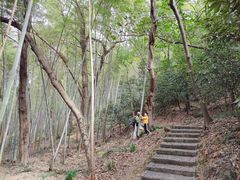 -上海佘山国家森林公园天马山园