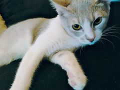 -more than meow吴止猫主题餐厅(承德 中船汇店)