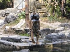-深圳野生动物园