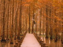 -桤木河湿地公园