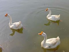 -木兰水镇旅游景区