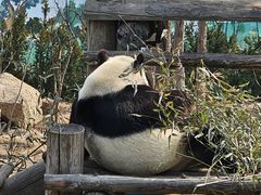 -西霞口神雕山野生动物世界
