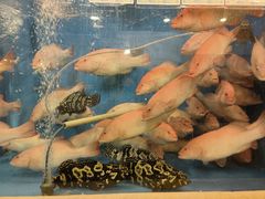 -渔旺喜宴(银座店)