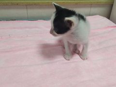 -瑞鹏宠物医院·骨科·猫科·内科(第一中心)