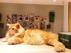 -藏猫猫咖啡主题馆(中央大道店)