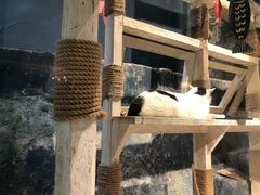 -猫咪博物馆(顶澳仔猫街店)