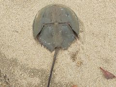 -北海金海湾红树林生态旅游区