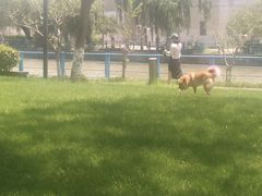 -高东镇樱花园