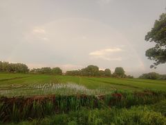 -莲花岛景区