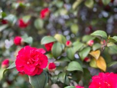 -洋湖国家湿地公园