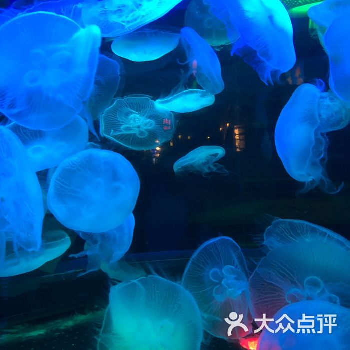 太平洋海底世界博覽館圖片-北京海洋館-大眾點評網