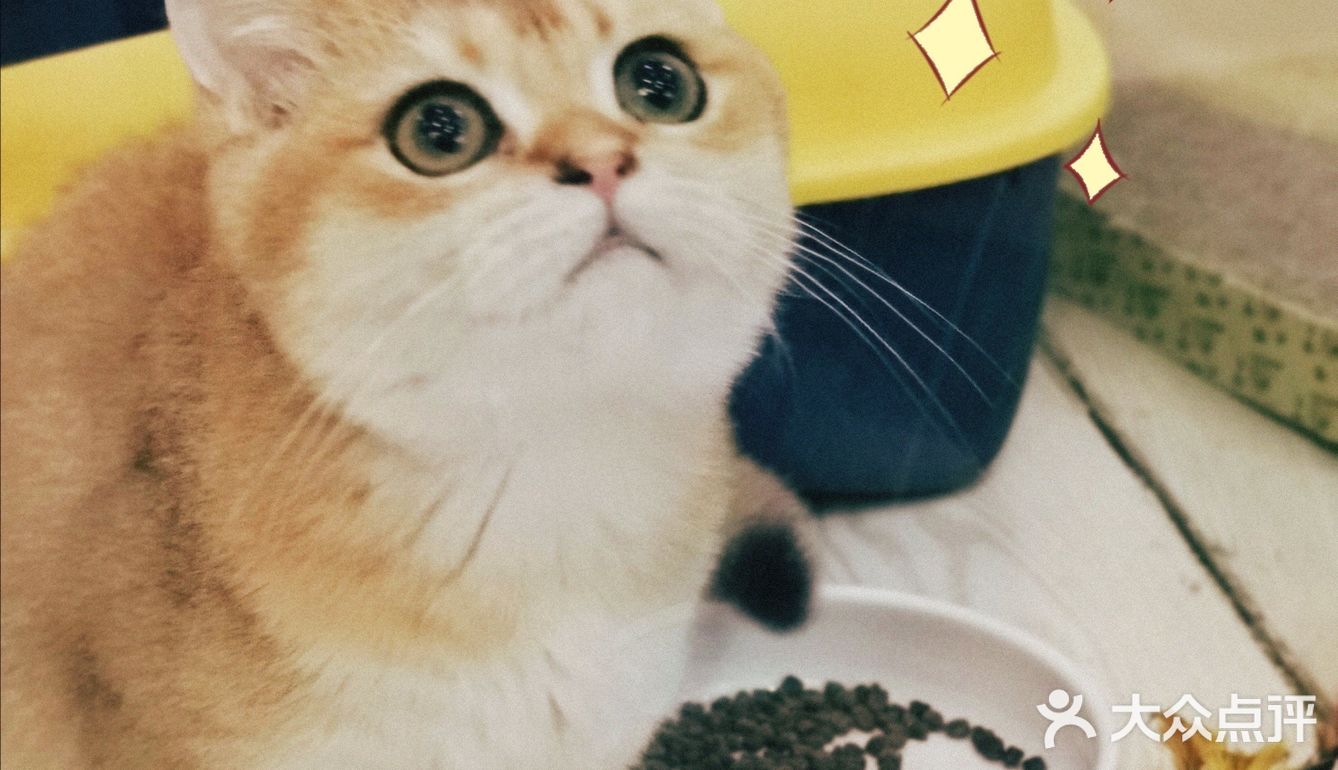 猫猫🐱狗狗🐶，更爱哪个？