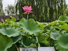 -白洋淀景区
