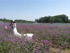 -北京东方普罗旺斯薰衣草庄园